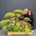 Dr. Kasia Sterriker Discusses Her Unique Approach to Horticulture